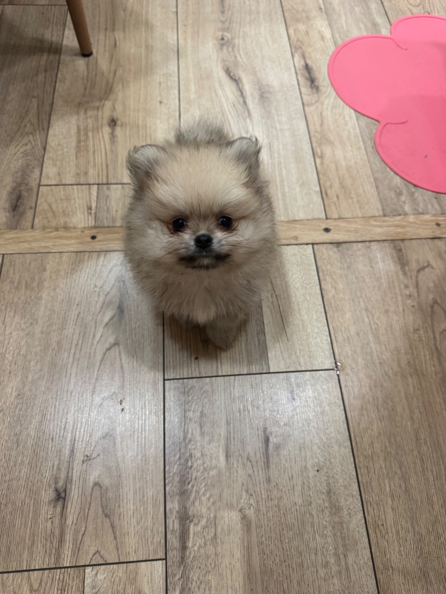 Хлопчик померанський шпіц