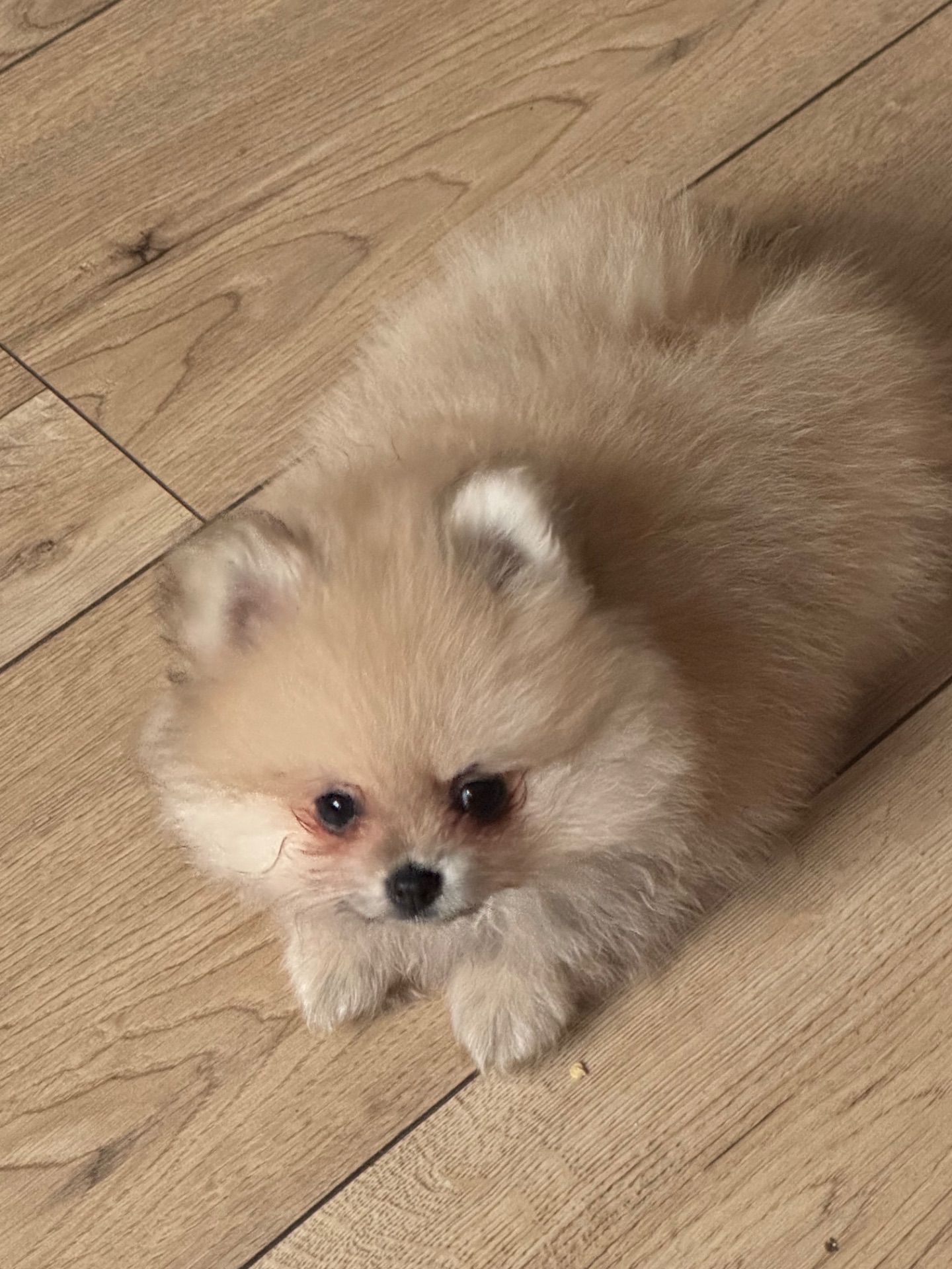 Хлопчик померанський шпіц