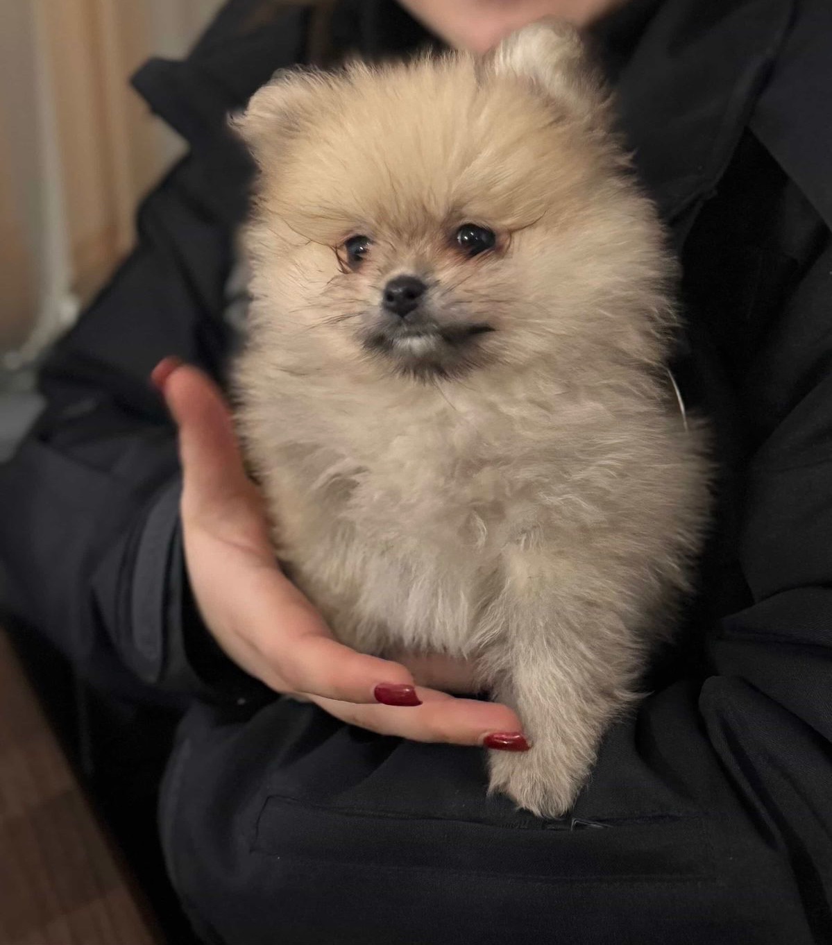 Хлопчик померанський шпіц