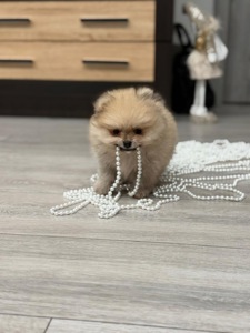 Хлопчик померанський шпіц