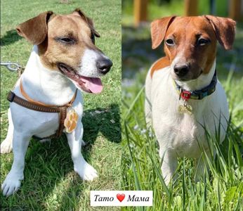 Цуценята Джек рассел терєр