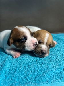 Цуценята Джек рассел терєр