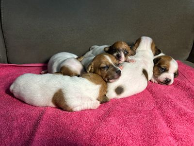 Цуценята Джек рассел терєр