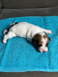 Цуценята Джек рассел терєр