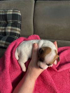 Цуценята Джек рассел терєр