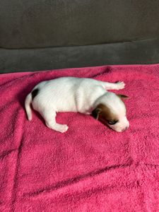 Цуценята Джек рассел терєр