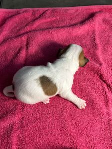 Цуценята Джек рассел терєр