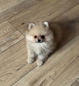 Хлопчик померанський шпіц