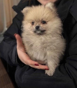 Хлопчик померанський шпіц