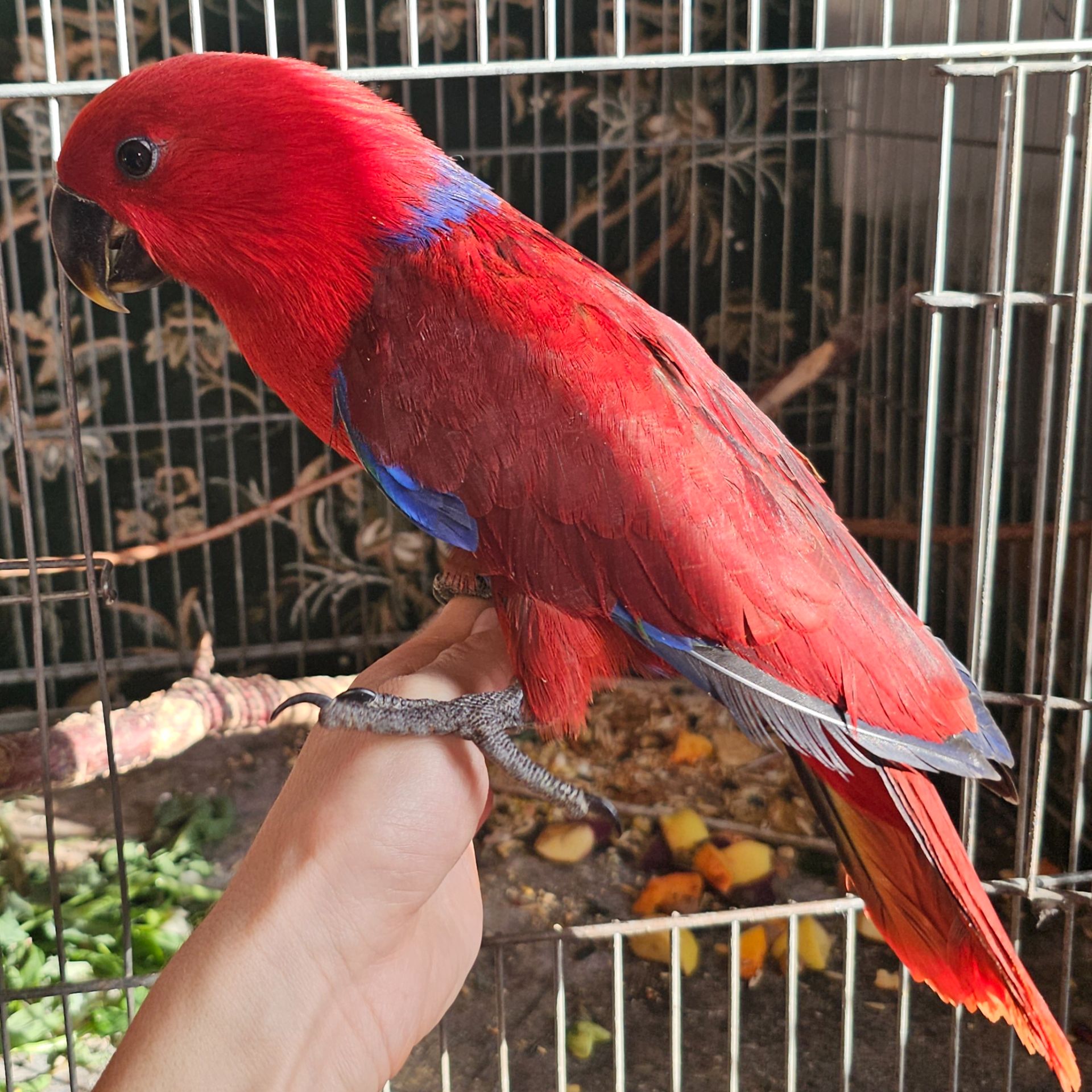 Еклектус - малята викормиші