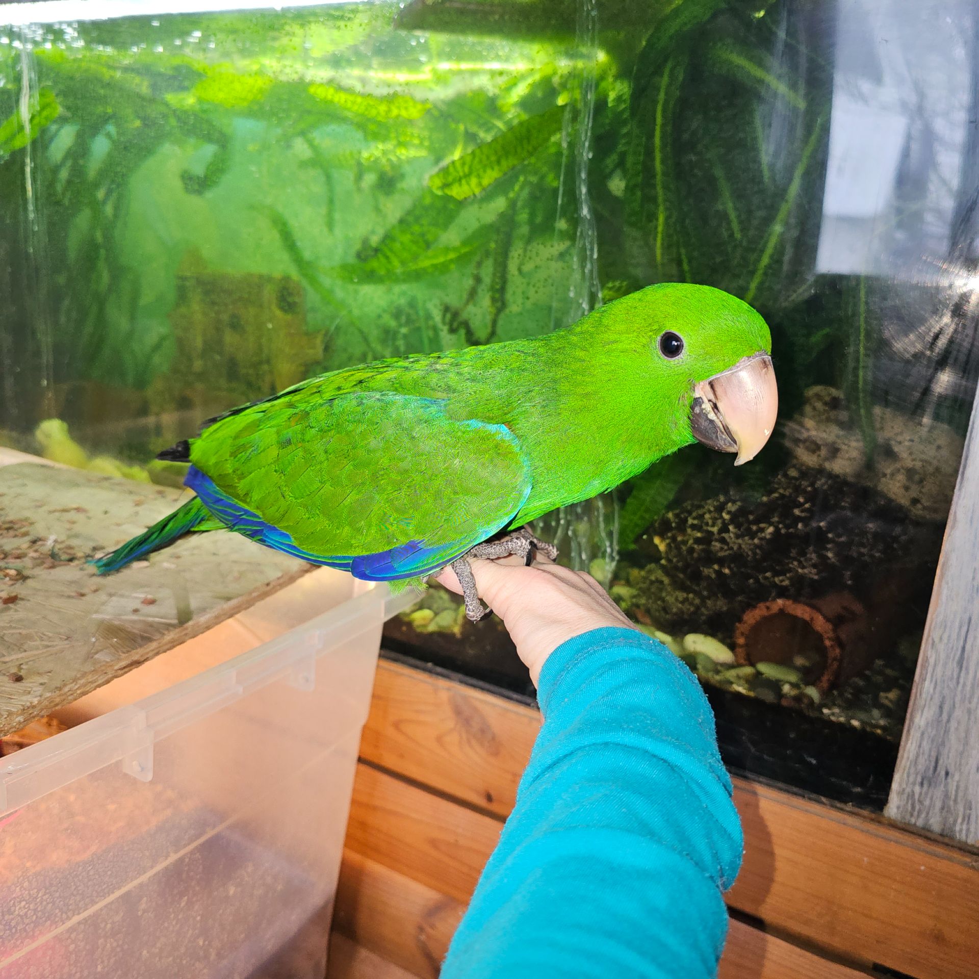 Еклектус - малята викормиші