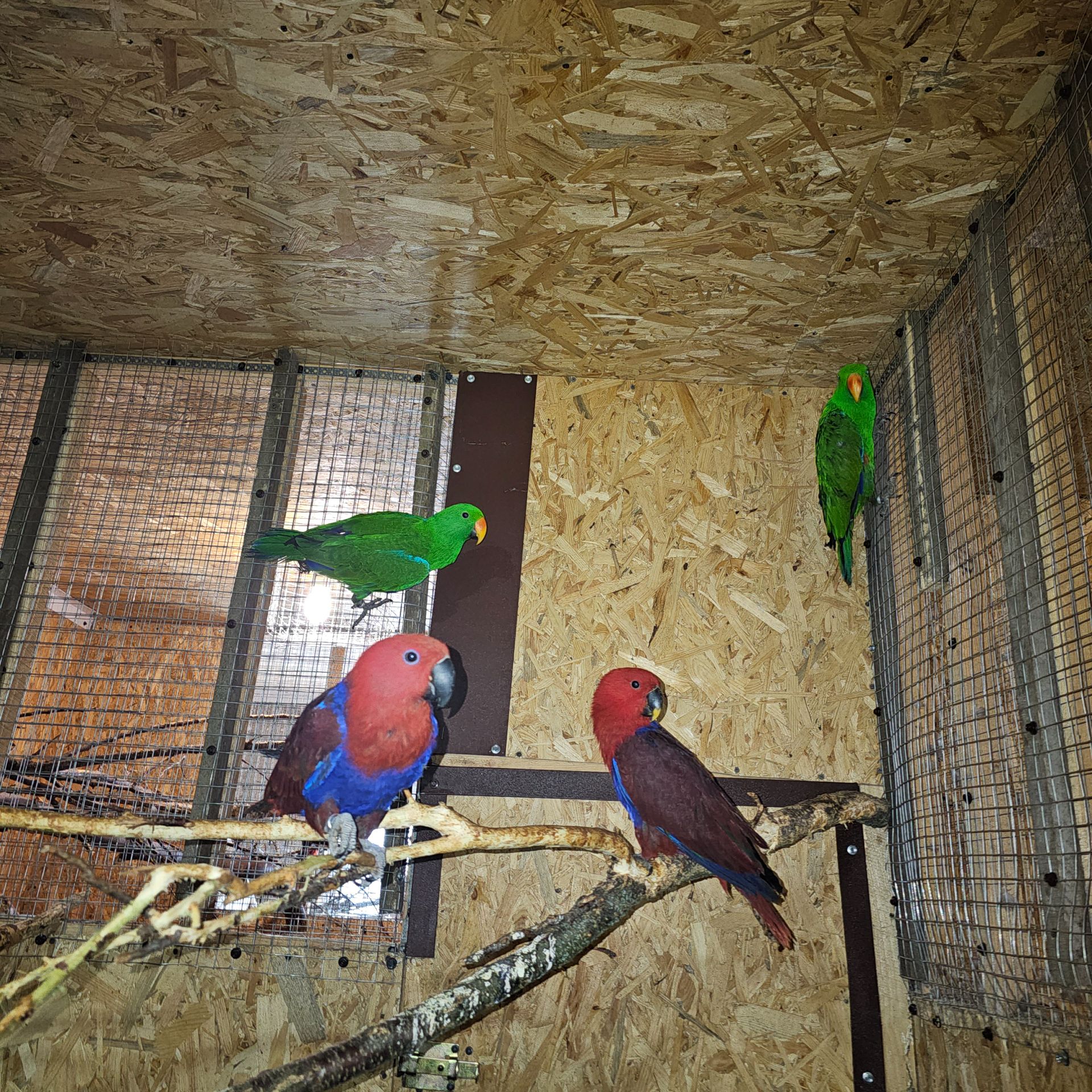 Еклектус - малята викормиші