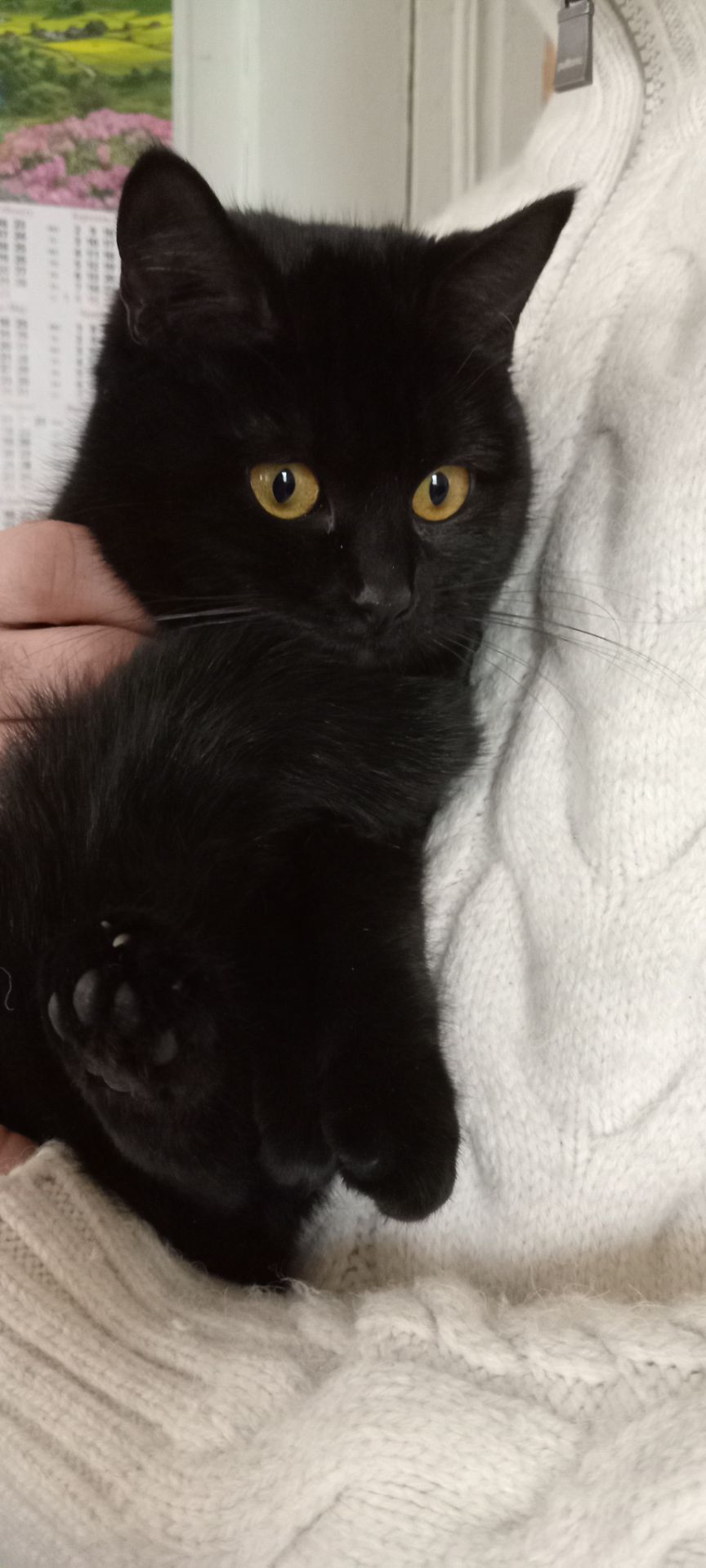 Красивая шотландская кошечка