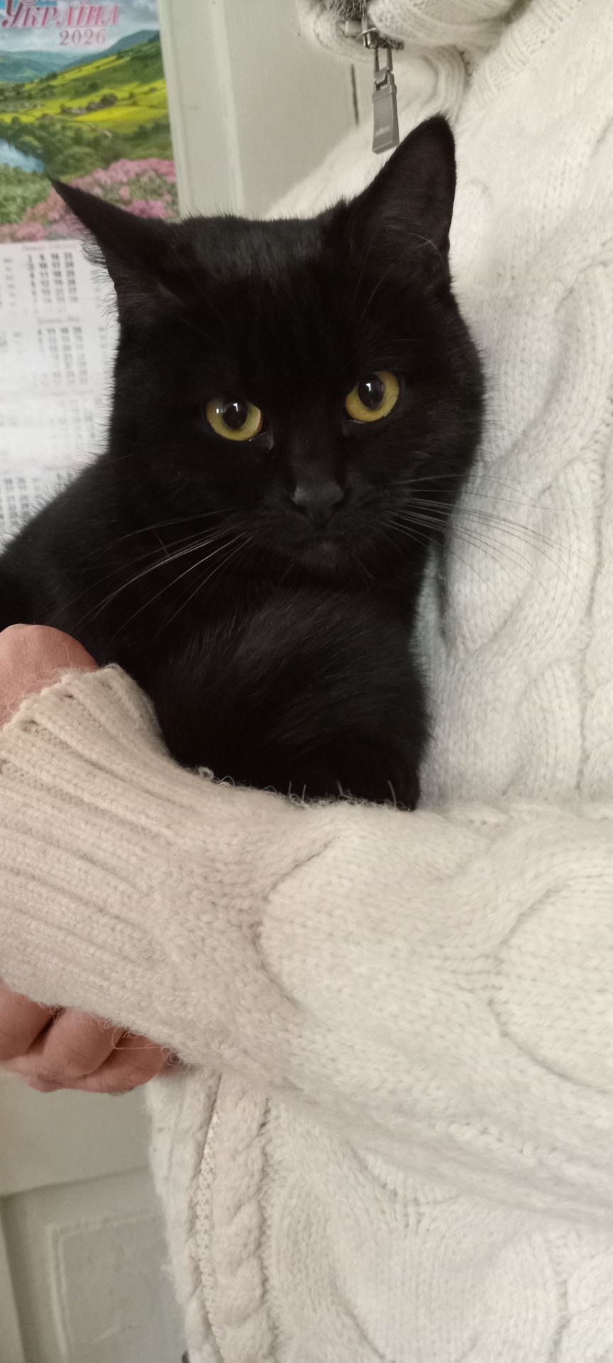 Красивая шотландская кошечка