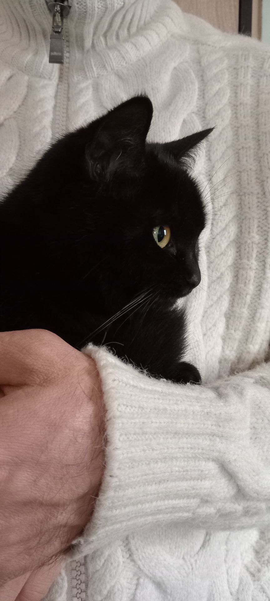 Красивая шотландская кошечка