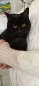 Красивая шотландская кошечка