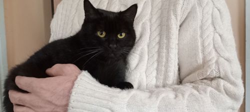 Красивая шотландская кошечка