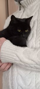 Красивая шотландская кошечка