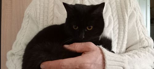 Красивая шотландская кошечка