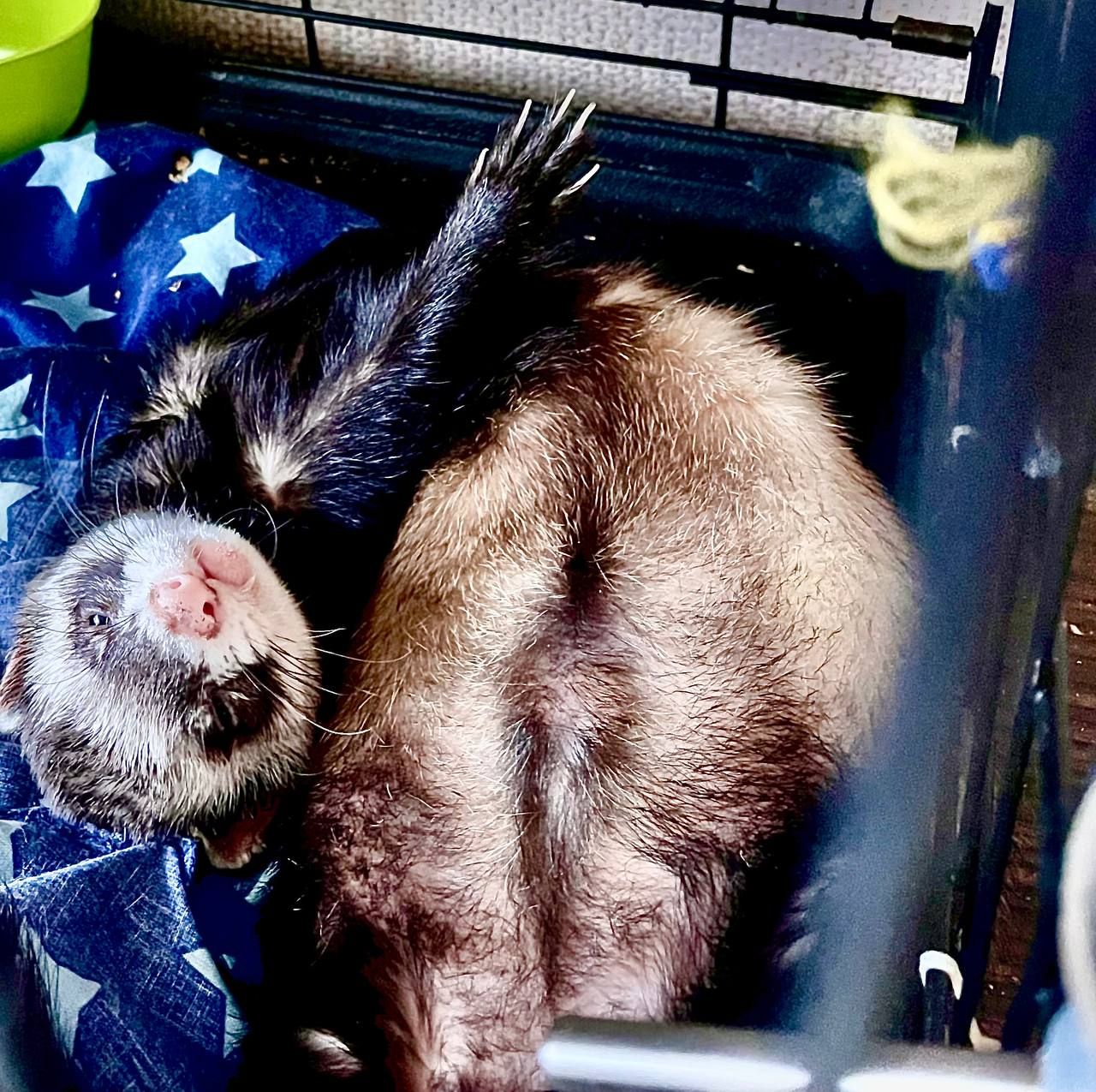 Продаж 2-х фреток