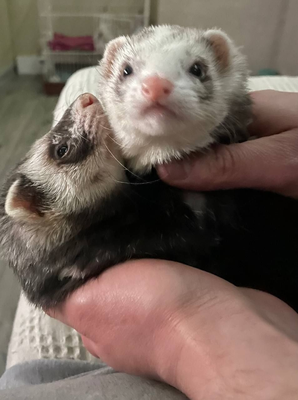 Продаж 2-х фреток