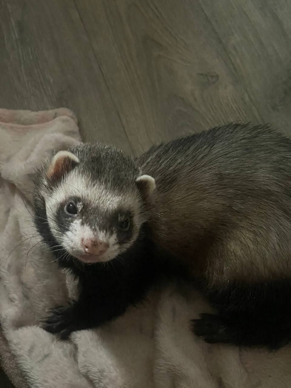 Продаж 2-х фреток