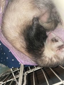 Продаж 2-х фреток