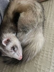 Продаж 2-х фреток