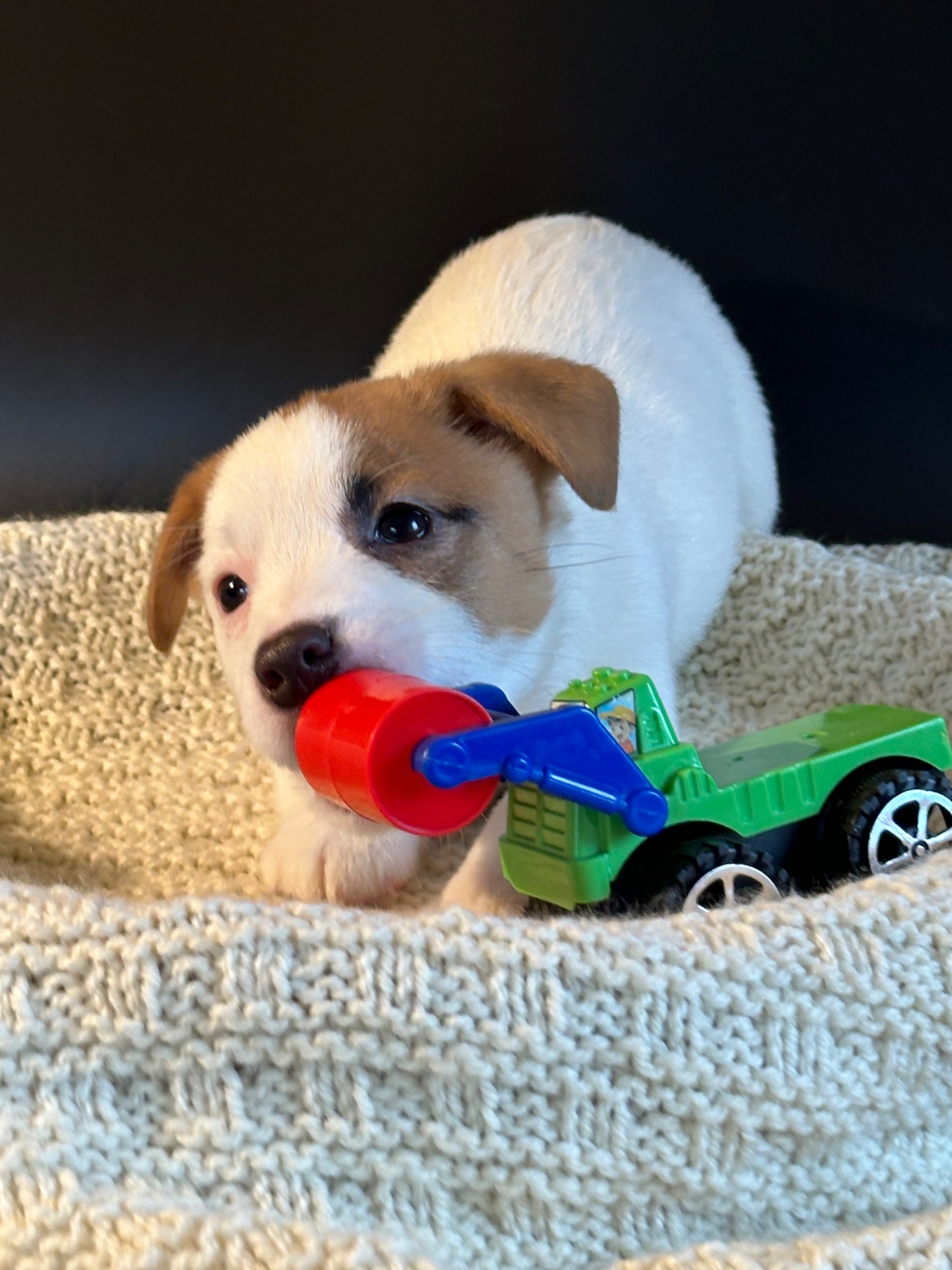 Мальчик джек рассел 3 месяца