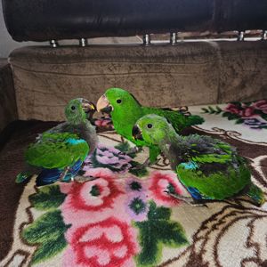 Продам пташенят Еклектуса