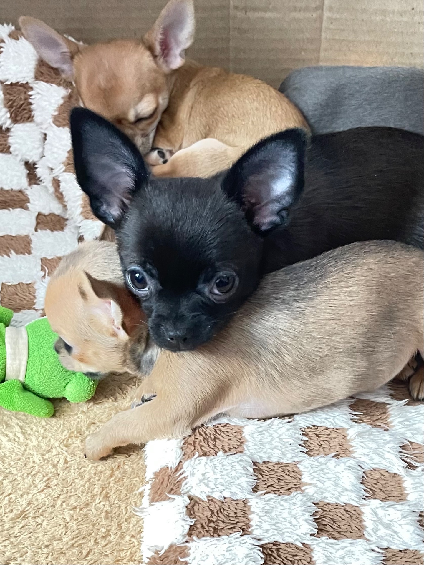 Мини стандарт дівчинки чихуахуа