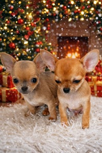 Мини стандарт дівчинки чихуахуа