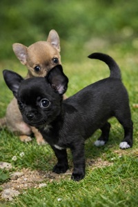 Мини стандарт дівчинки чихуахуа
