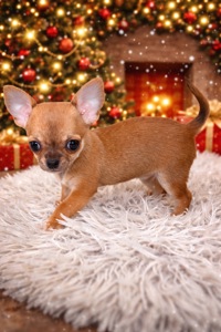 Мини стандарт дівчинки чихуахуа