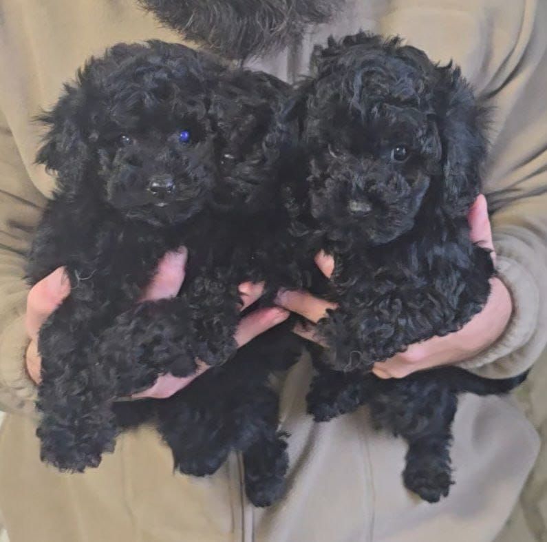 мальтипу мальчики