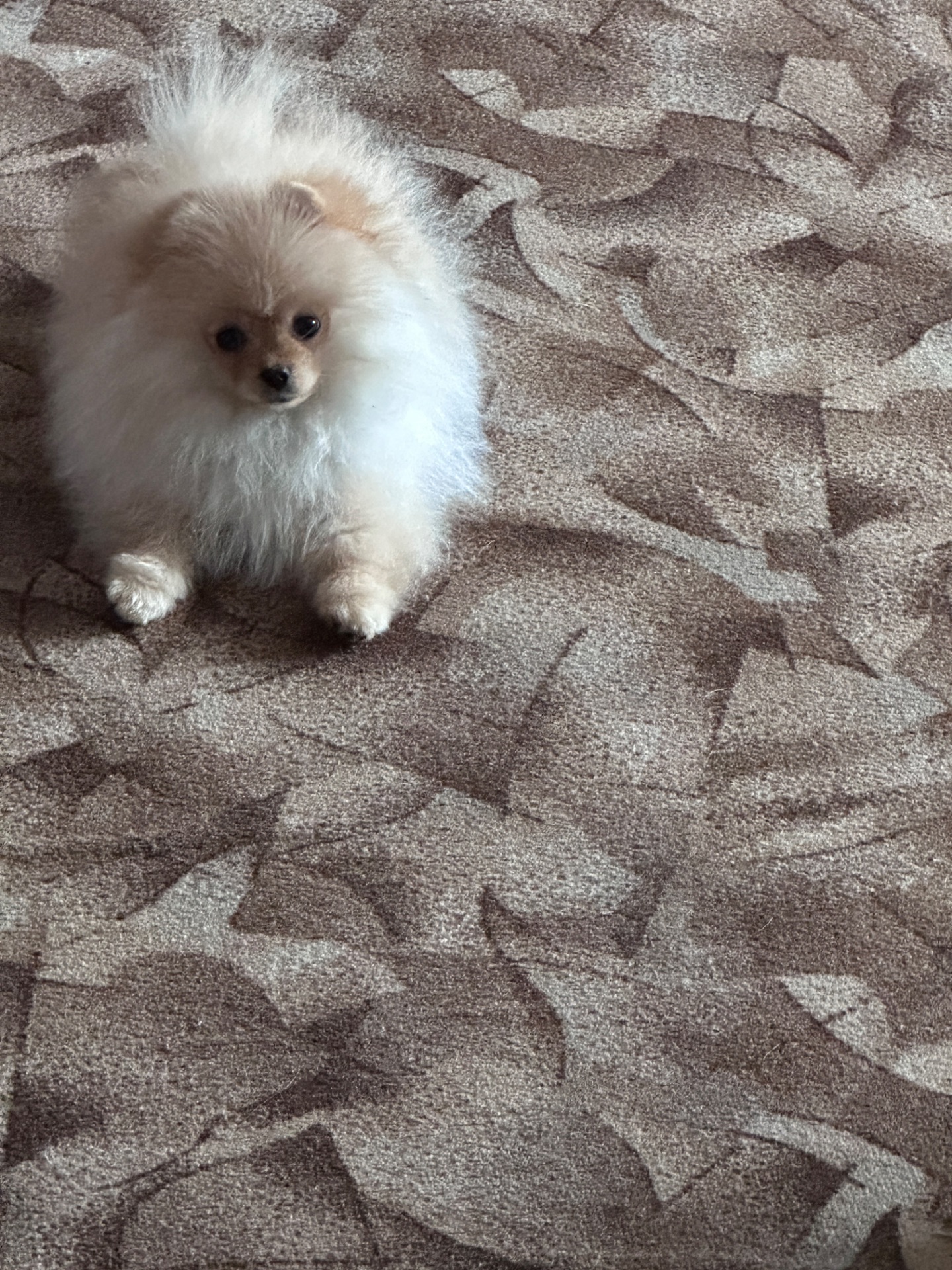 Немецкий шпиц