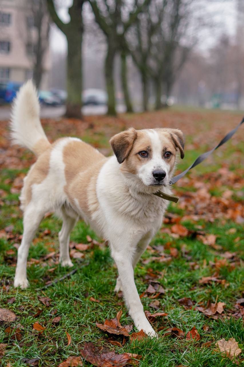 Дружок з зони бойових дій шукає нову родину!