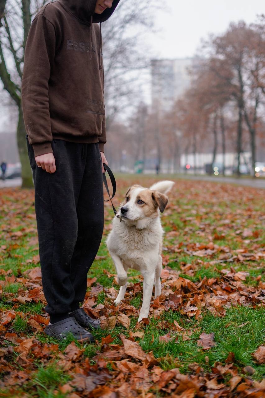 Дружок з зони бойових дій шукає нову родину!