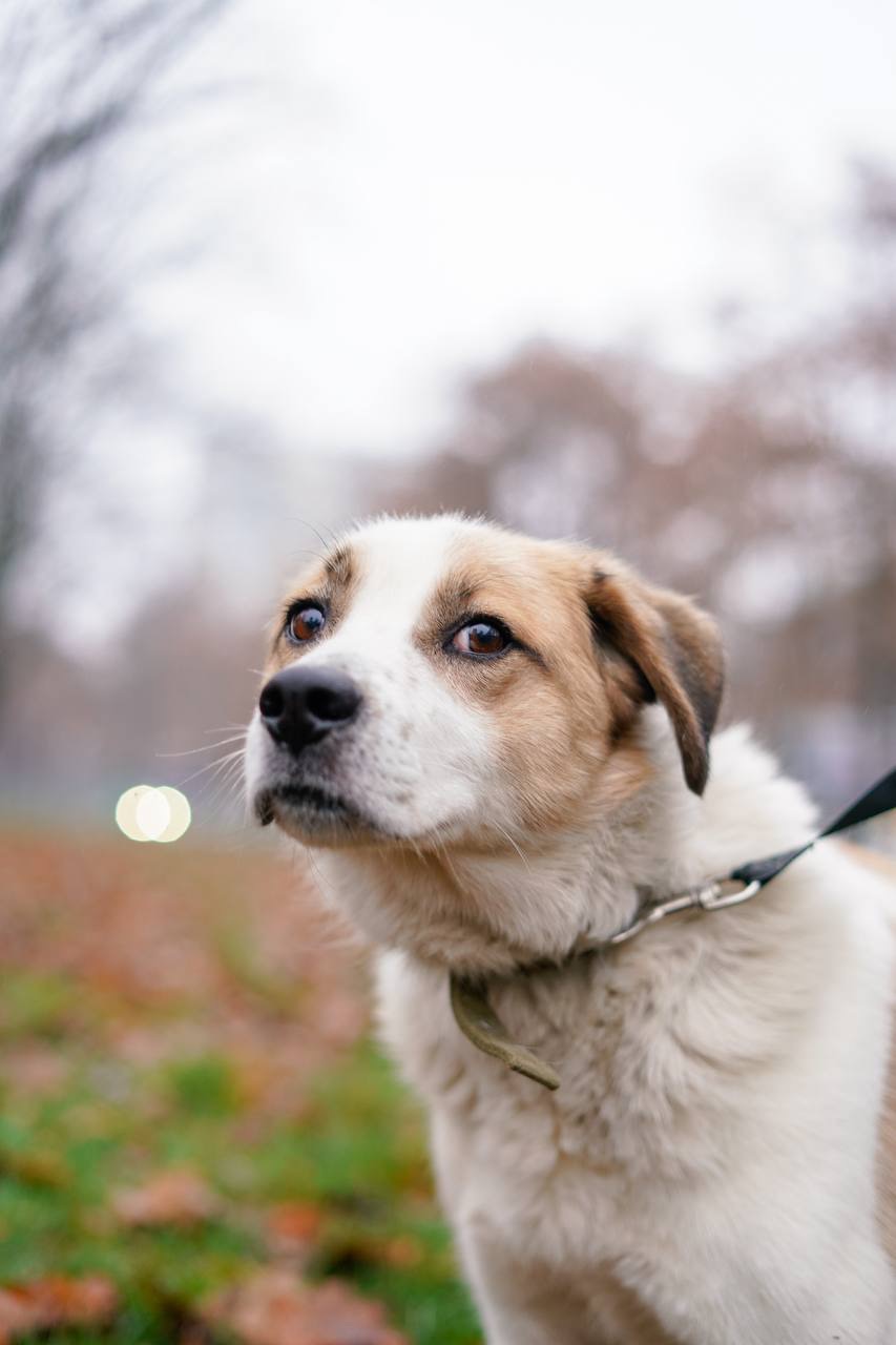 Дружок з зони бойових дій шукає нову родину!