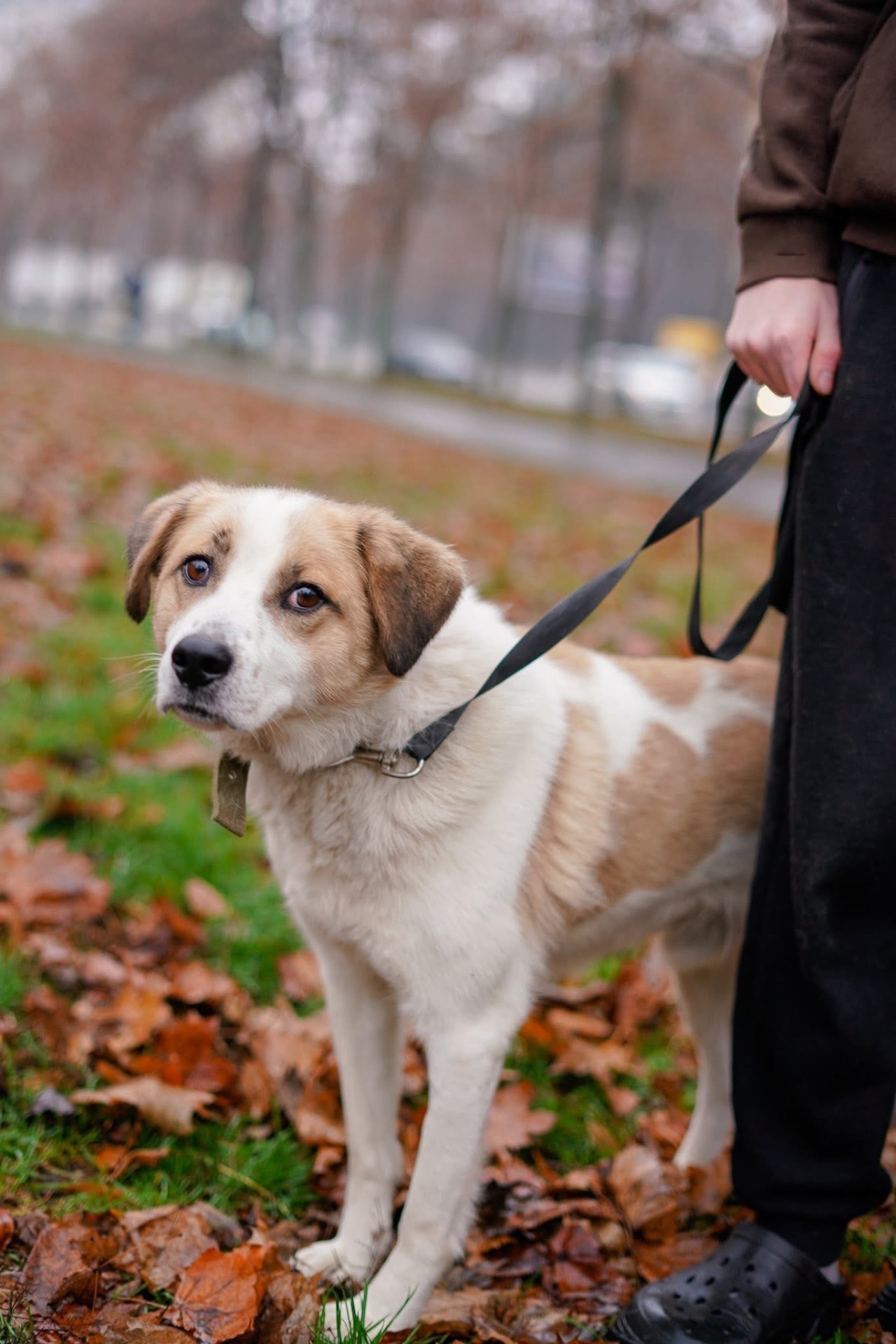 Дружок з зони бойових дій шукає нову родину!