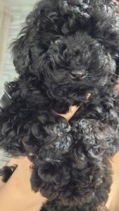 мальтипу мальчики