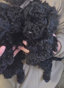 мальтипу мальчики