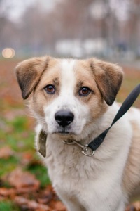 Дружок з зони бойових дій шукає нову родину!