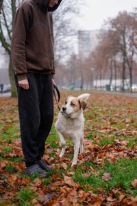 Дружок з зони бойових дій шукає нову родину!