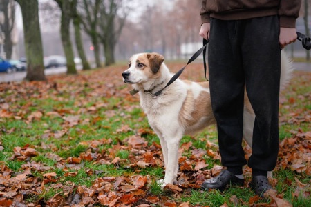 Дружок з зони бойових дій шукає нову родину!