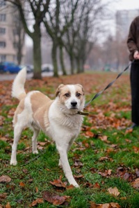 Дружок з зони бойових дій шукає нову родину!