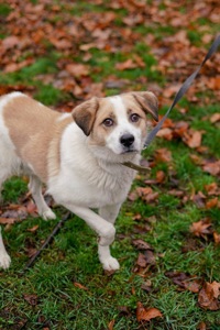 Дружок з зони бойових дій шукає нову родину!