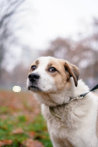 Дружок з зони бойових дій шукає нову родину!