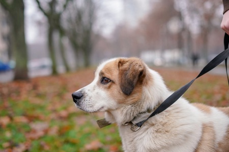 Дружок з зони бойових дій шукає нову родину!