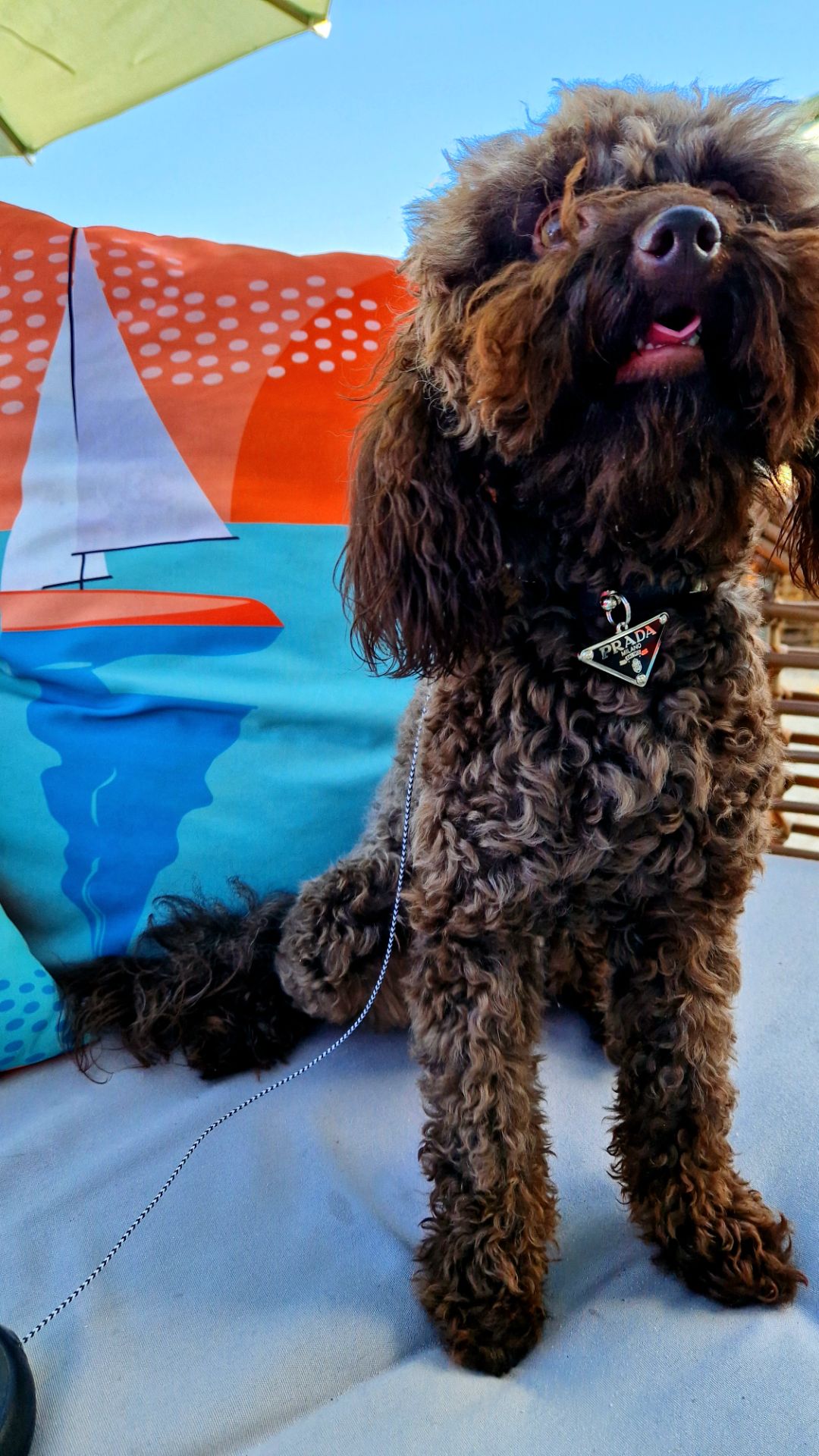 Мальчик мальтипу 2.5 года